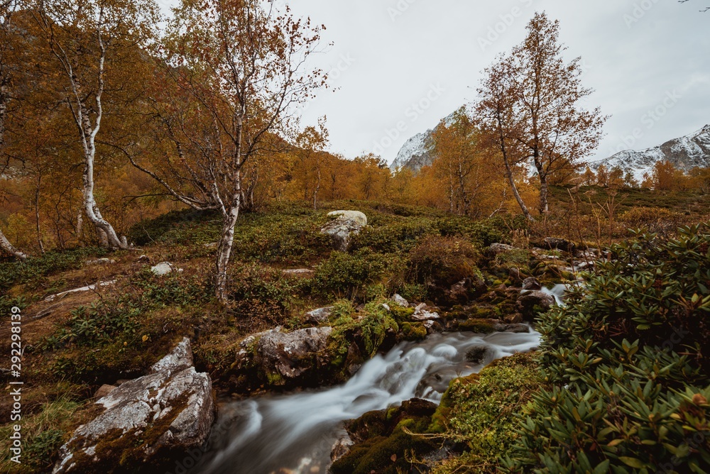 travel, stream, grass field, cloud, landscape, orange, trees forest, fallen leaves, tree, summer, green, forest, mountain, scenic, outdoor, natural, sky, nature