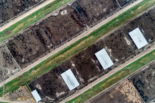 Large cowshed in the middle of green fields. Lots of stockyards where cows graze. photo