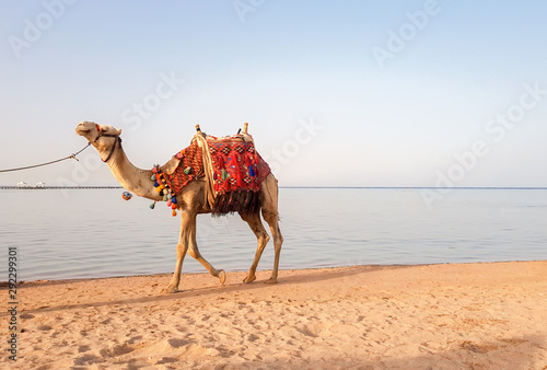 Decorated by a camel, standing on the seashore. Beautiful photo of a white camel on a sand beach at sea. Camels are used for tourists, riding and entertainment in Egypt and Turkey.