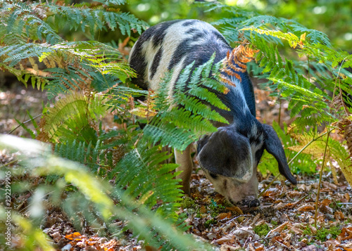 pannage pig in the forest photo