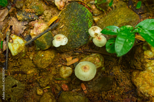 Naturally occurring mushrooms In forests with high humidity And mushrooms can also be used as food
