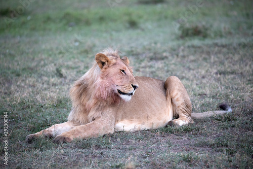 A Male Lion with blood on his mane.