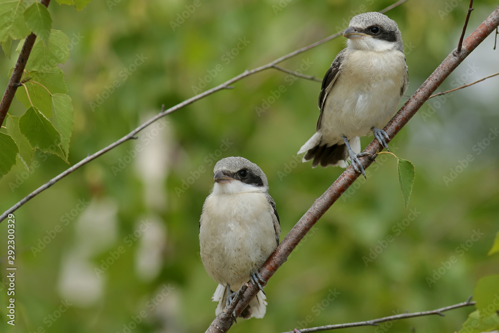 Obraz premium blue tit on a branch