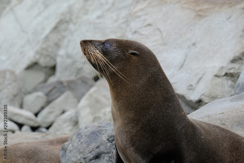 single New Zealand fur seal single New Zealand fur seal