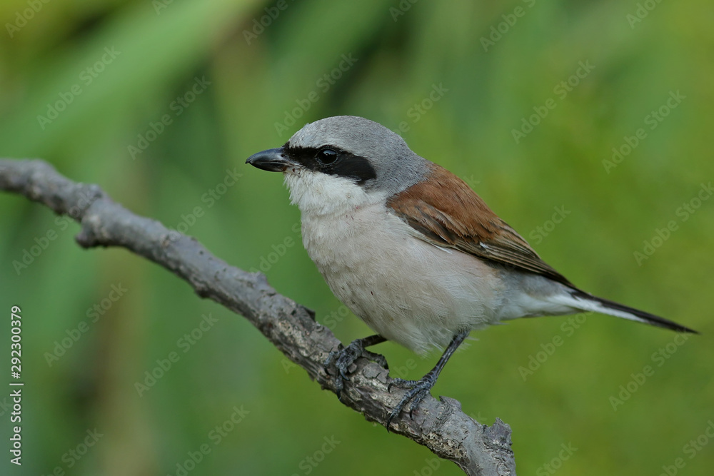 Fototapeta premium bird on a branch