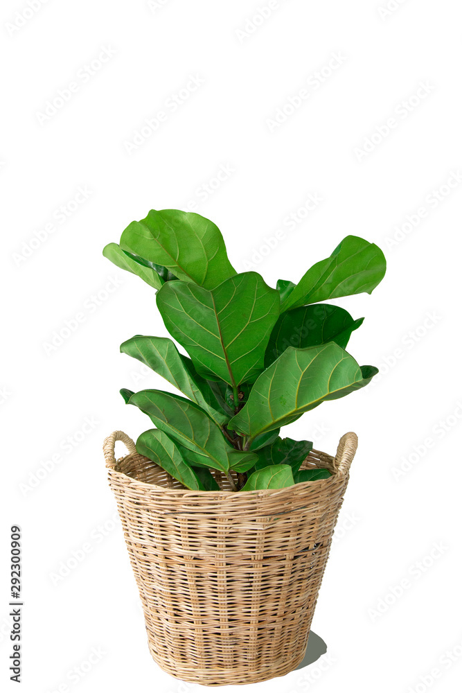 Naklejka premium Fiddle leaf fig tree on Wicker basket on white background.