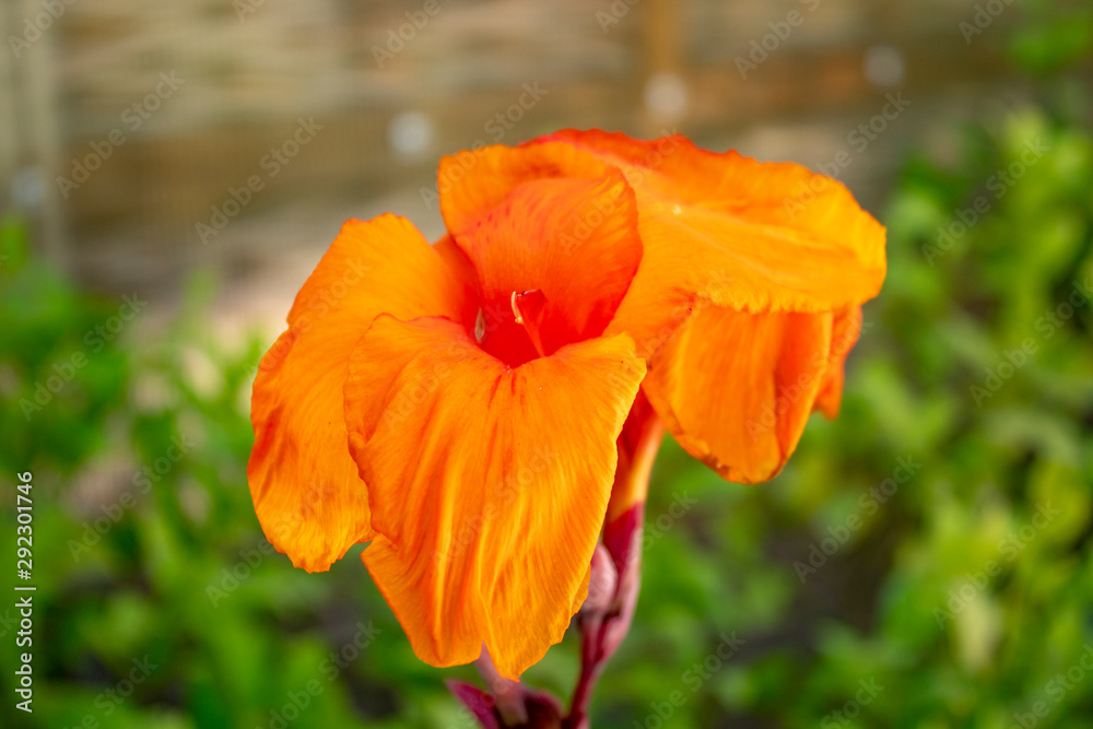 Orange iris flower with delicate petals in the sun. Orange iris flower with delicate petals in the sun.