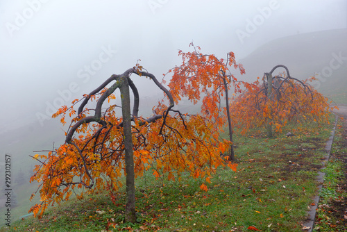 Autumn landscape- foggy autumn park alley with bare trees and dry fallen colorful leaves.