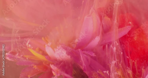 Macro video of Exotic  Flowers, Covered in Pollen on the Black Background. Closeup. Bouquet