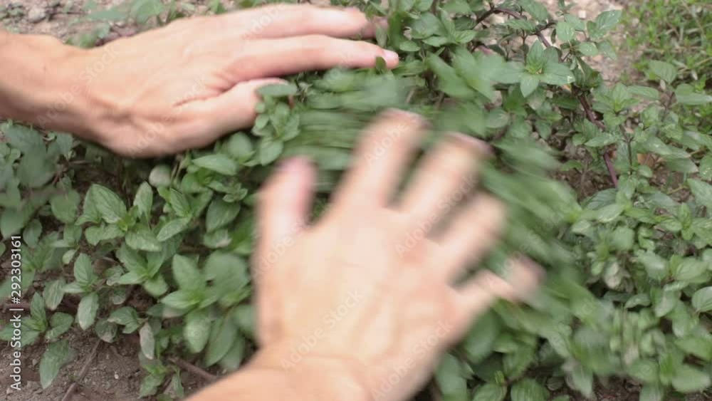 fresh mint plant, hands shaking the green leaves to release the aromas fresh mint plant, hands shaking the green leaves to release the aromas
