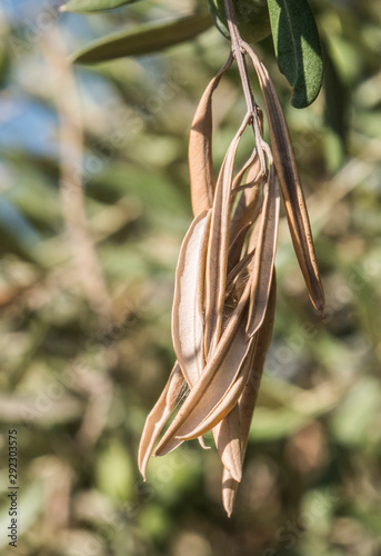 Olive trees infected by the dreaded bacteria called Xylella fastidiosa, is known in Europe as the ebola of the olive tree, Jaen, Andalucia, Spain photo