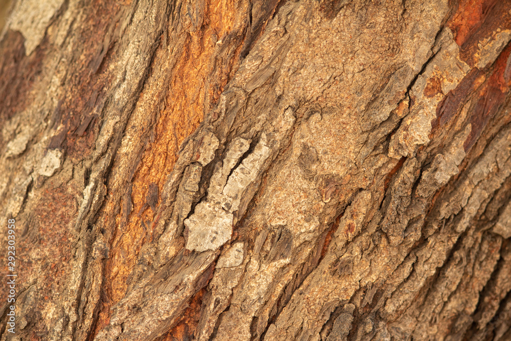Close up of texture of Tree bark in the forest in natural sunlight Close up of texture of Tree bark in the forest in natural sunlight