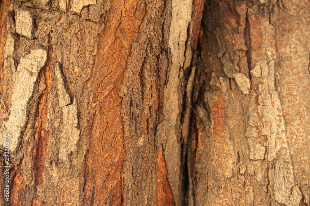 Texture of Tree bark in the forest in natural sunlight