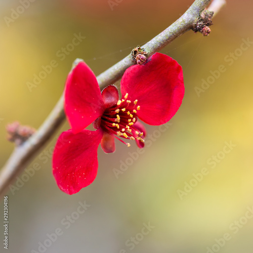 Close up of red flowers with yellow stamens, which bloom in the autumn. Background is shallow depth of field.