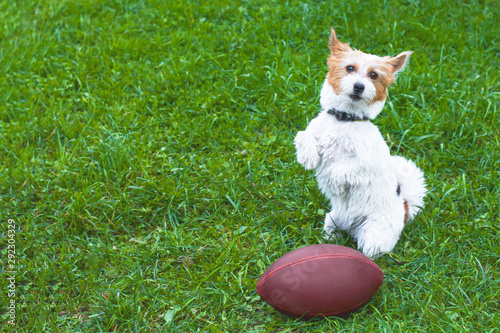 Photography Active happy puppy Parson Terrier runs a team on a green meadow