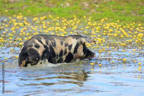 Pig in water, yellow water flowers in background, Nature park Lonjsko polje, Croatia photo