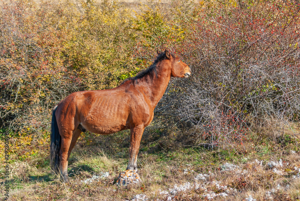 Horse standing near dog rose and ready to eat those tasty red berries - favorite dainty for those animals in Crimean mountains Horse standing near dog rose and ready to eat those tasty red berries - favorite dainty for those animals in Crimean mountains