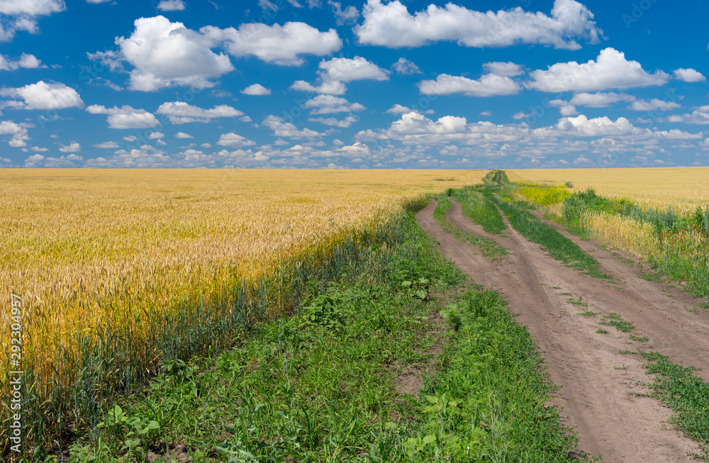 Ukrainian rural landscape with ripe wheat fields and earth road at summer season