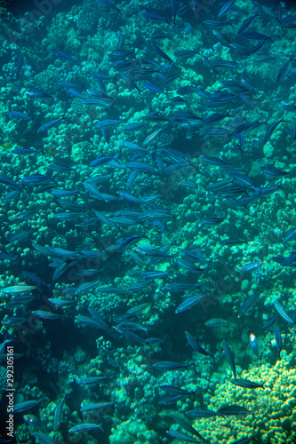 Fototapeta Naklejka Na Ścianę i Meble -  Flock of small blue longitudinal striped fishes in red sea