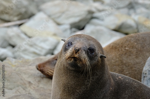 New Zealand fur seal near Kaikoura, New Zealand