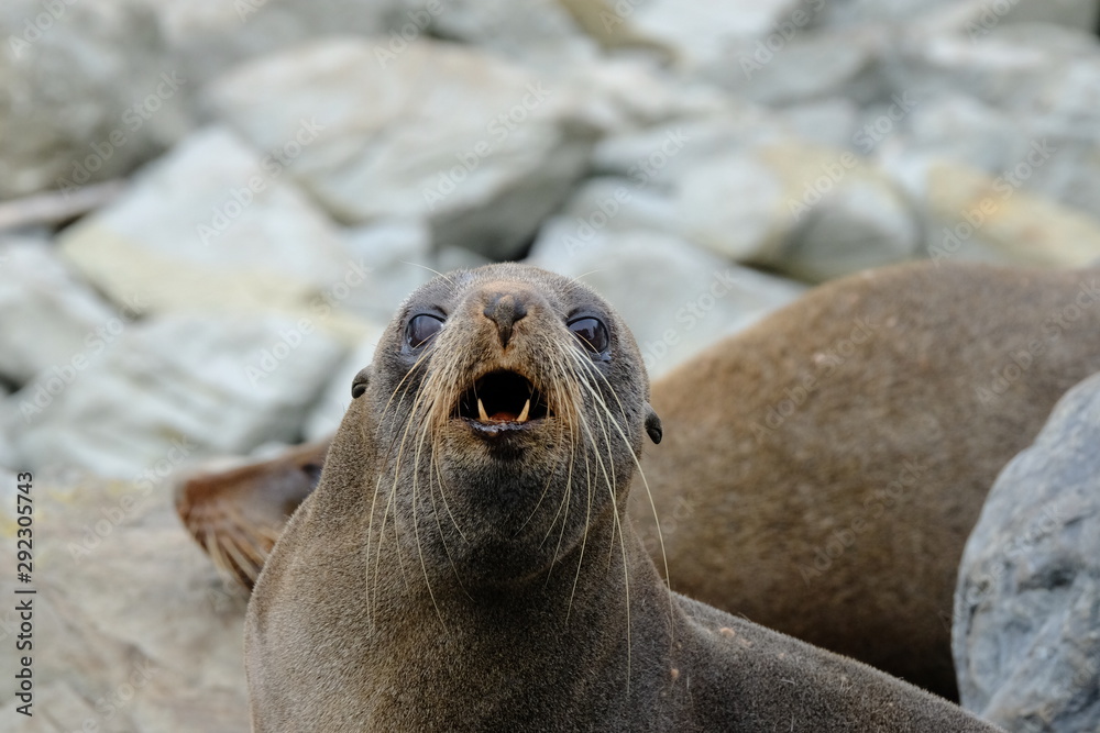 Obraz premium New Zealand fur seal near Kaikoura, New Zealand