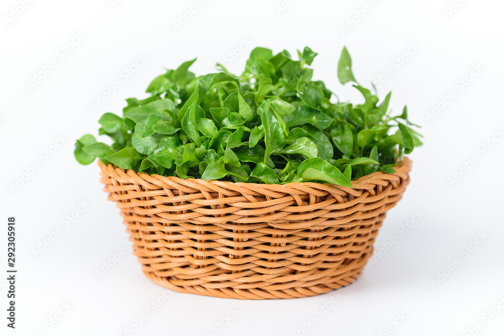 Fresh watercress in basket on white background Fresh watercress in basket on white background