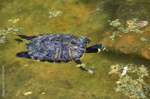 A young floating Loggerhead sea turtle turtle of Zakaret's island in Greece.
