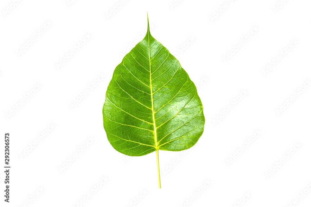 Fototapeta premium Bo leaf