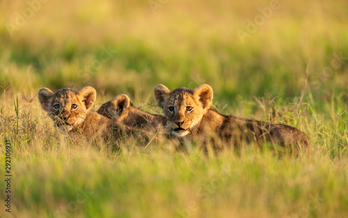 Canvas Print Lion cubs in a morning light, Amboseli, Kenya