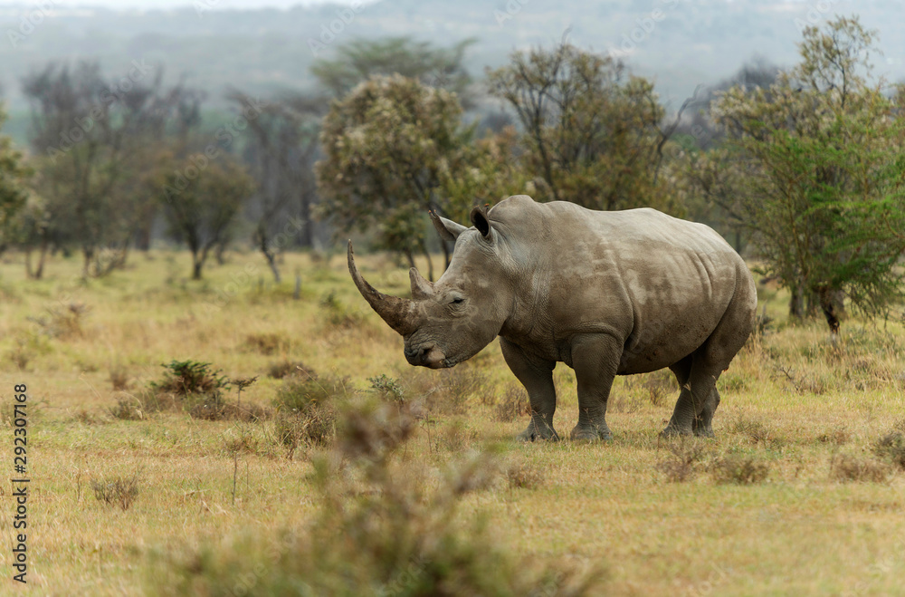 Endengered white rhino, Ceratotherium simum, Nakuru, Kenya, Africa Endengered white rhino, Ceratotherium simum, Nakuru, Kenya, Africa