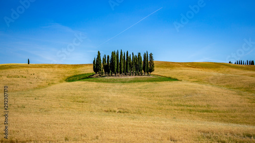 Cypresses forest in the Orcia Valley in Tuscany  Italy near Montalcino