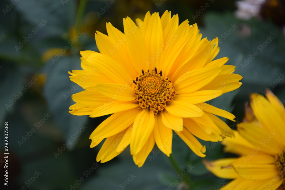 Słoneczniczek szorstki