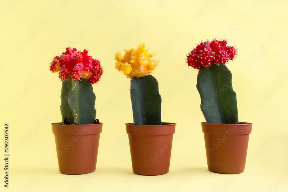 Bright colorful Gymno cacti with yellow and red flowers (Gymnocalycium mihanovichii, Chin Cactus) in flower pots on light background