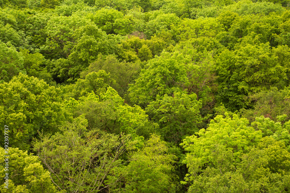 Beech canopy in Hainich National Park Hainich in Thuringia, Germany