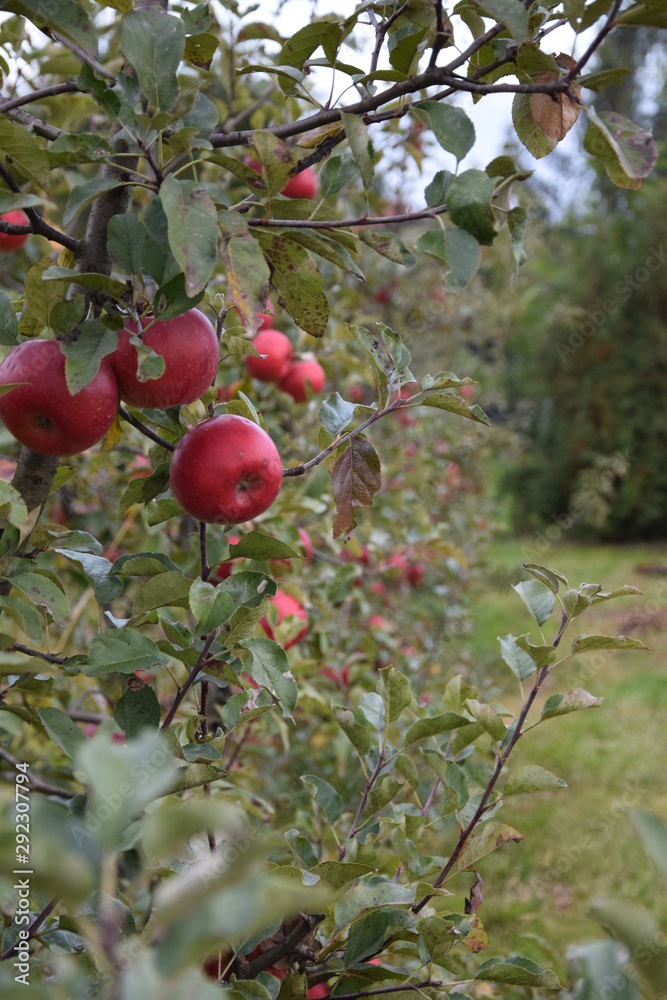Sad ekologiczny jabłka odmiana Topaz