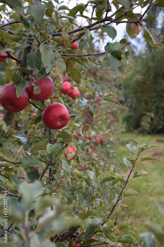 Sad ekologiczny jabłka odmiana Topaz
