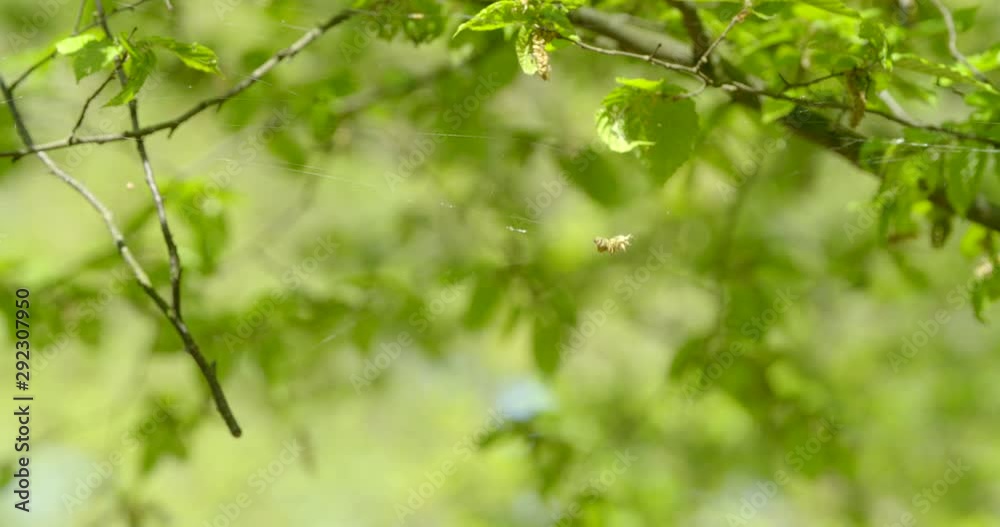 Tree branch with spiders web dangling blows in the wind. Tree branch with spiders web dangling blows in the wind.