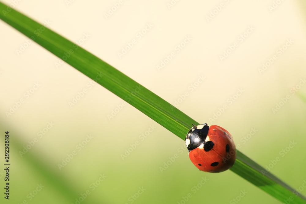 ladybug on leaf ladybug on leaf