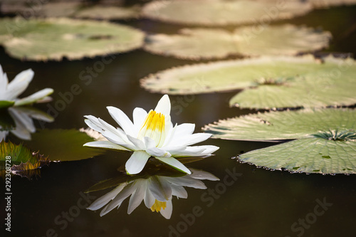 White lotus in natural pond with morning warm light, nature concept, asia tropical