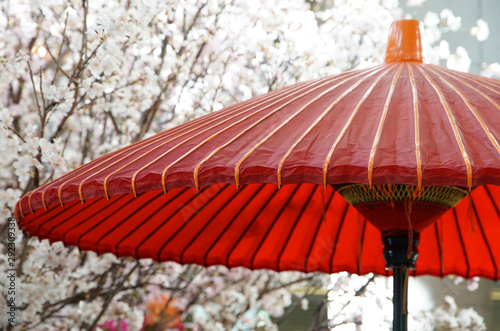 Spring cherry blossom and red umbrella in a Japanese park on a sunny day