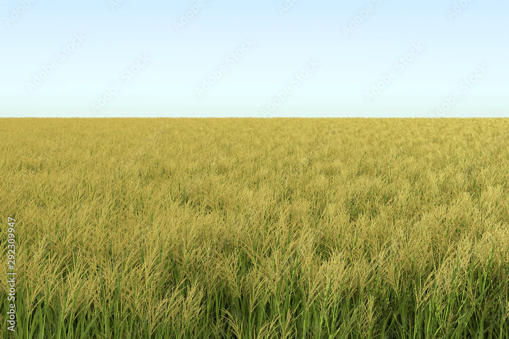 yellow wheat 