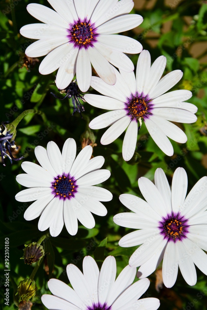 hermosas flores blancas con el centro de color violeta Stock Photo | Adobe  Stock
