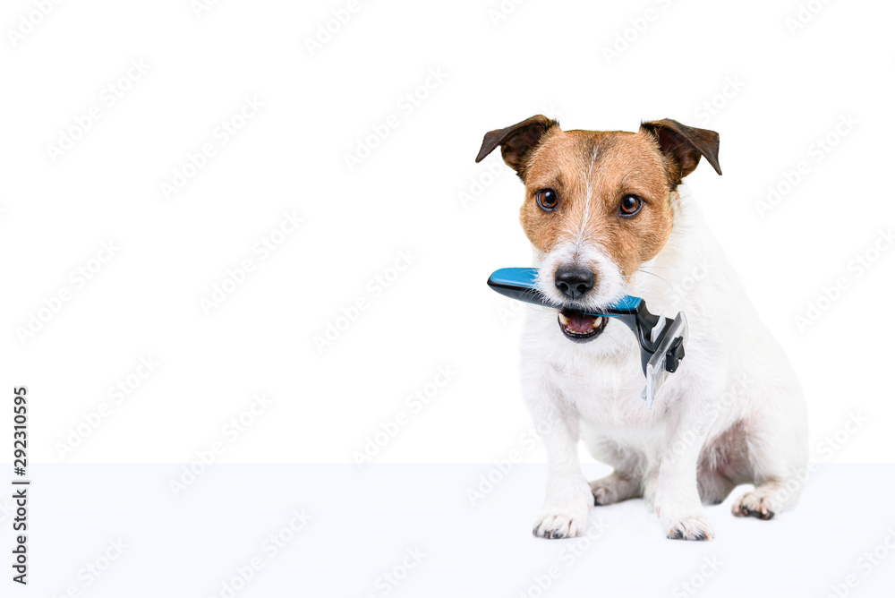 Cute dog holding in mouth slicker brush for pet grooming