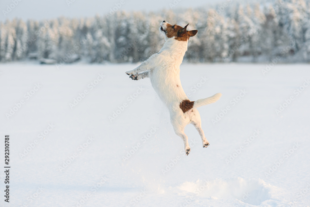 Obraz premium Dog playing and jumping high with snow splashes on frozen lake