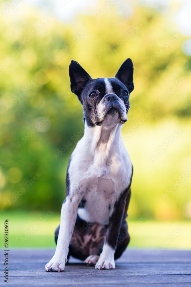 Boston terrier dog on brown terrace looking at camera
