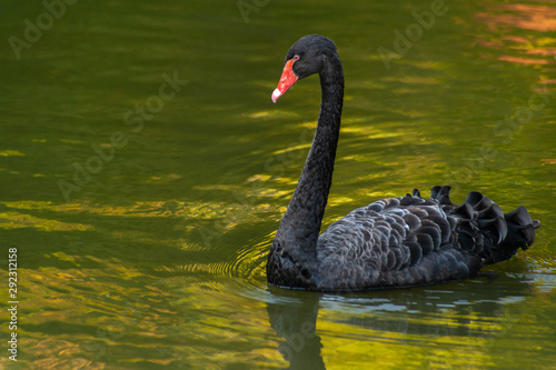 One black swan on green lake water, close-up
