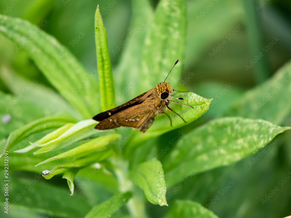 common straight swift grass skipper on a leaf 2