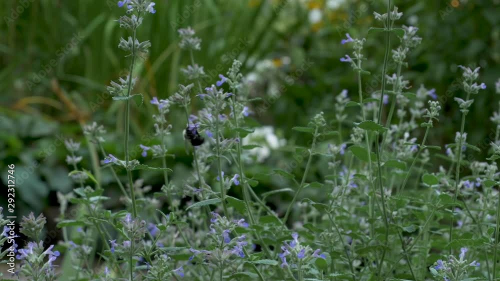 SLOW MOTION: A large bumblebee buzzes around a garden from one flower to the next SLOW MOTION: A large bumblebee buzzes around a garden from one flower to the next