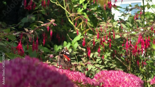 Wallpaper Mural A butterfly collecting pollen on a pink flower on a bright and sunny day. Torontodigital.ca