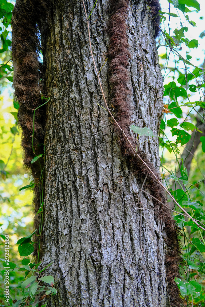 Fototapeta premium Large Vines on Tree in a Summer Forest